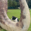 2021_hundeplus_dinopark_IMG_2766