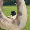 2021_hundeplus_dinopark_IMG_2774