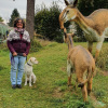 2021_hundeplus_dinopark_a4e6fb23-253d-44e5-8c41-8bcf53490832