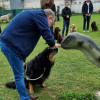 2021_hundeplus_dinopark_a9122b61-dbf2-474a-8ec2-00ce94b63cfd
