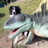 2021_hundeplus_dinopark_c8187b3b-26a7-442e-a0a5-42d89dd8f293