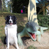 2021_hundeplus_dinopark_de0e41ee-e804-4987-a3ca-2fb55e1a7bc4