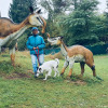 2021_hundeplus_dinopark_f0781ef1-0040-4d8e-9412-6f46697f5a1f