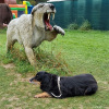 2021_hundeplus_dinopark_ff507922-f323-43de-9dc0-76a61e41716f
