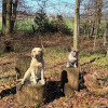 2025_hundeplus_divausfluege_IMG_9454