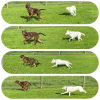 2021_hundeplus_divGruppen_IMG_0197