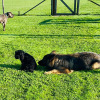 2021_hundeplus_divGruppen_IMG_0202