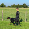 2021_hundeplus_divGruppen_IMG_0224