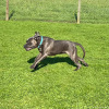 2021_hundeplus_divGruppen_IMG_0234