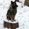 2021_hundeplus_divGruppen_IMG_5436