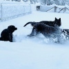 2021_hundeplus_divGruppen_IMG_6040