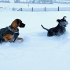 2021_hundeplus_divGruppen_IMG_6045