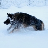 2021_hundeplus_divGruppen_IMG_6065