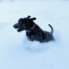 2021_hundeplus_divGruppen_IMG_6066