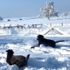 2021_hundeplus_divGruppen_IMG_6157