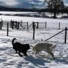 2021_hundeplus_divgruppen_099fc707-eac8-491f-ada7-f12f2706609c