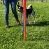 2021_hundeplus_divgruppen_15ffa467-84c8-4ae3-9086-7f3a741e46dc