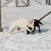 2021_hundeplus_divgruppen_90817920-8e36-4ce8-a9b8-5800f8789339
