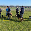 2021_hundeplus_divgruppen_IMG_0271