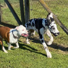 2021_hundeplus_divgruppen_IMG_2611