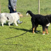 2021_hundeplus_divgruppen_IMG_2624