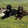 2021_hundeplus_divgruppen_IMG_2695