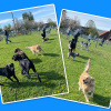 2021_hundeplus_divgruppen_IMG_4024
