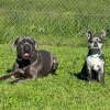 2021_hundeplus_divgruppen_IMG_4438