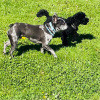 2021_hundeplus_divgruppen_IMG_4463