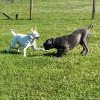 2021_hundeplus_divgruppen_IMG_4475
