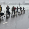 2021_hundeplus_divgruppen_IMG_4732
