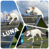 2021_hundeplus_divgruppen_IMG_9930