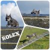 2021_hundeplus_divgruppen_IMG_9932