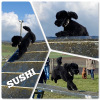 2021_hundeplus_divgruppen_IMG_9934