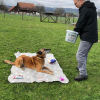 2021_hundeplus_divgruppen_a8b30e48-5b7e-47ea-af6d-c5c8e11ff461