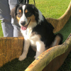 2021_hundeplus_divgruppen_c929b68d-9c26-40a6-86eb-d11b4b557453