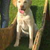 2021_hundeplus_divgruppen_cd910cf4-13f4-4d90-a069-285d3eb2234c