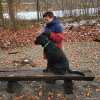 2021_hundeplus_divgruppen_ebafc0db-1282-4f28-8ee1-002d34bda8f6