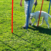 2021_hundeplus_divgruppen_ec8d4174-de8d-4a92-8c24-7f2c057589d5