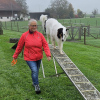 2024_hundeplus_divGruppen_43e3db92-8ce6-4592-ab39-f44b26980899
