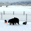 2024_hundeplus_divGruppen_IMG_0784