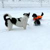 2024_hundeplus_divGruppen_IMG_0789