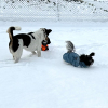 2024_hundeplus_divGruppen_IMG_0791