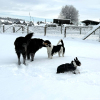 2024_hundeplus_divGruppen_IMG_0806