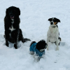 2024_hundeplus_divGruppen_IMG_0856