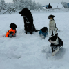 2024_hundeplus_divGruppen_IMG_0865