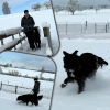 2024_hundeplus_divGruppen_IMG_0948