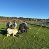 2024_hundeplus_divgruppen_IMG_2599