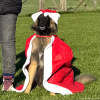 2024_hundeplus_divgruppen_IMG_2632