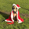 2024_hundeplus_divgruppen_IMG_2862